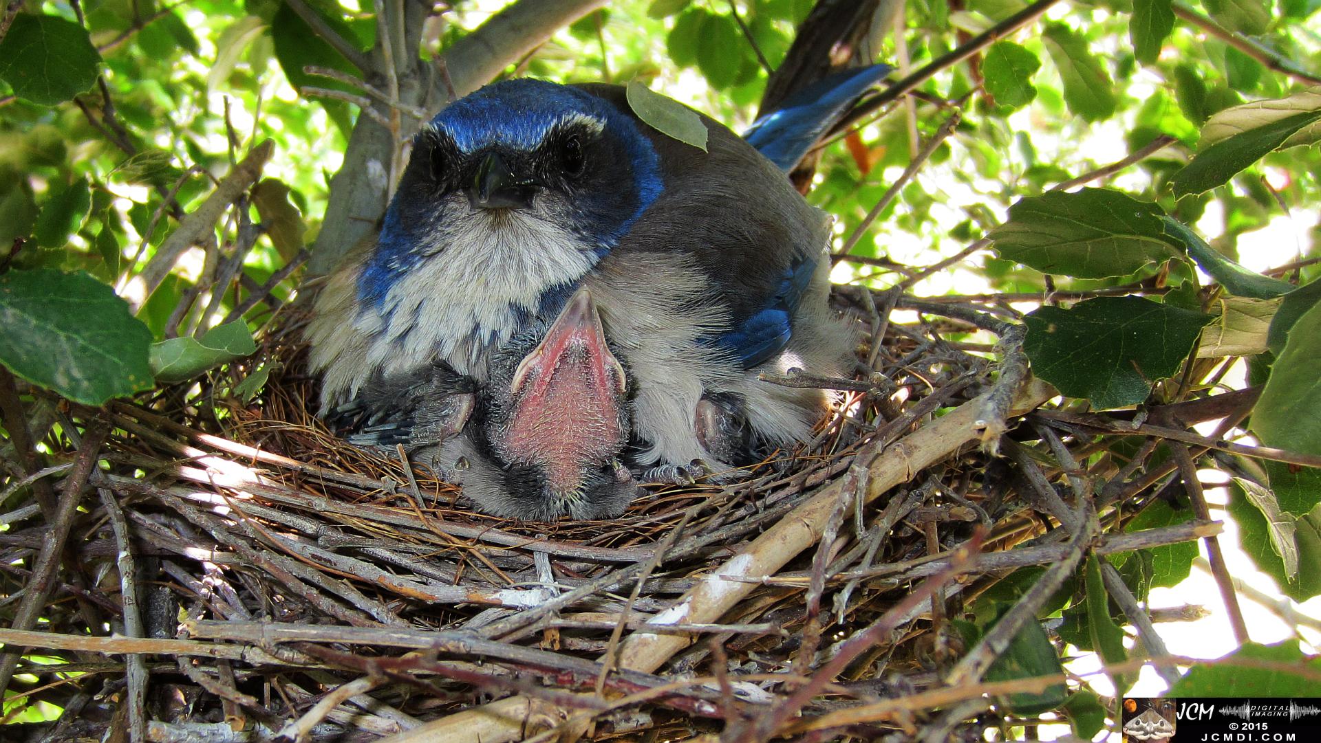 Scrub Jay Nest Documenatry with chicks